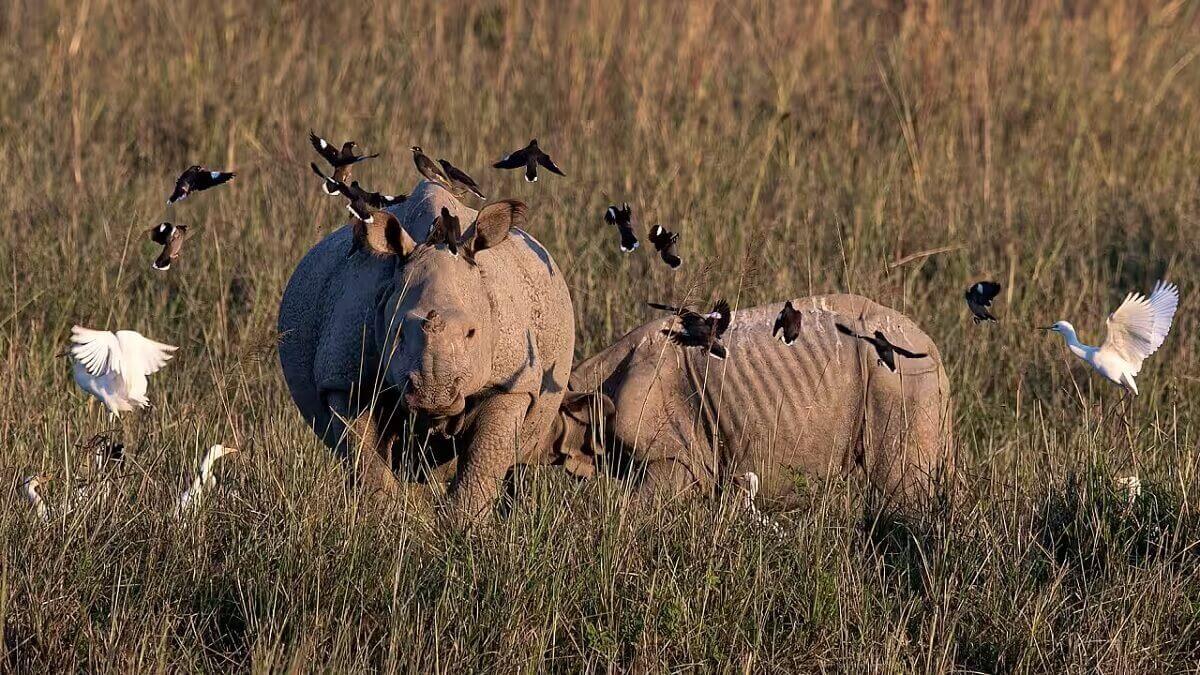 Pobitora Wildlife Getaway